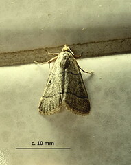 Pyralinae