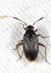 Capsus ater