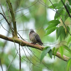 Streptopelia chinensis