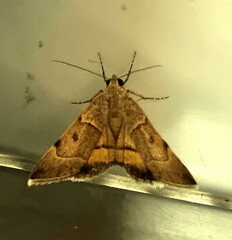 Plecopterodes moderata