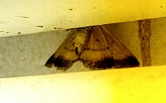 Plecopterodes moderata