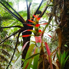 Guzmania gloriosa
