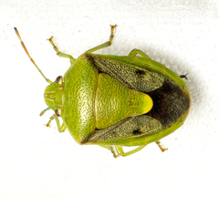 Plautia affinis