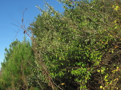 Elaeagnus pungens