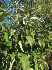 Elaeagnus pungens