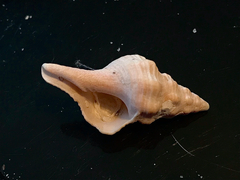 Triplofusus giganteus