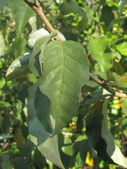 Elaeagnus pungens