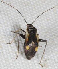 Adelphocoris seticornis