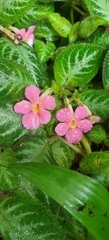 Episcia
