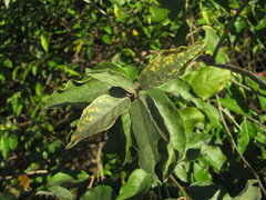 Elaeagnus pungens