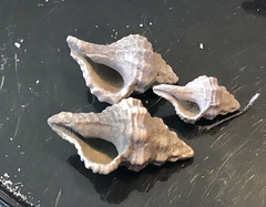 Vokesinotus perrugatus
