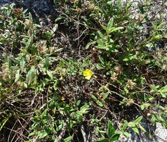 Crocanthemum corymbosum