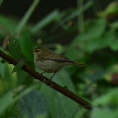 Phylloscopidae
