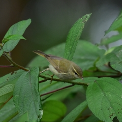 Phylloscopidae