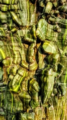 Pseudobombax septenatum