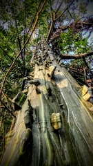 Pseudobombax septenatum