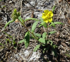 Crocanthemum corymbosum