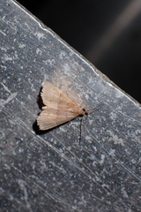 Catada vagalis