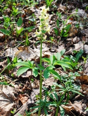 Corydalis cava marschalliana