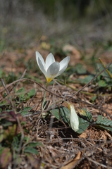 Crocus boryi
