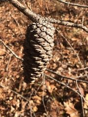 Pinus virginiana