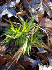 Dichanthelium laxiflorum