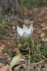 Crocus boryi