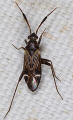 Cremnocephalus alpestris