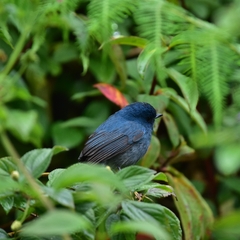 Eumyias albicaudatus