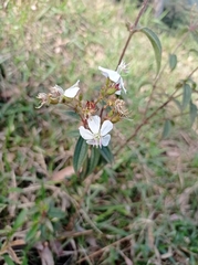 Chaetogastra ciliaris