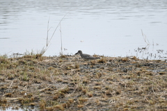 Pluvialis squatarola