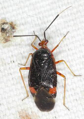 Deraeocoris trifasciatus