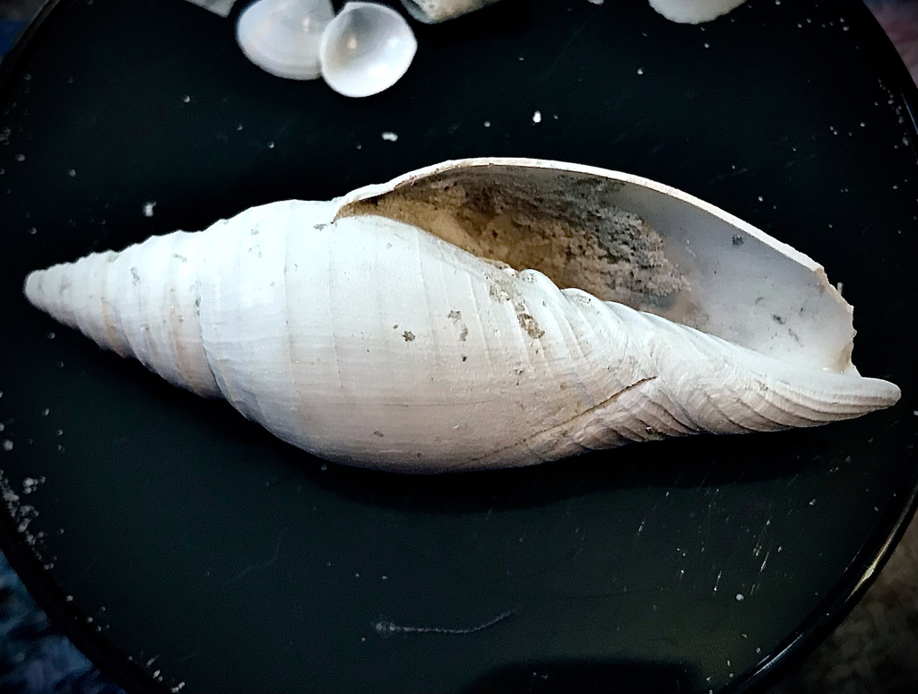 Pleioptygmatidae
