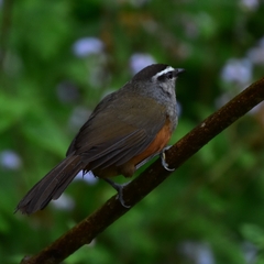 Montecincla fairbanki