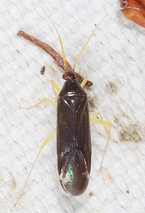 Phylus coryli