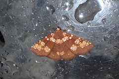 Saroba pustulifera
