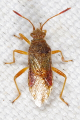 Rhopalus maculatus