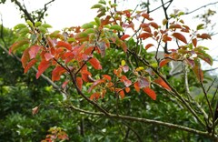 Triadica cochinchinensis