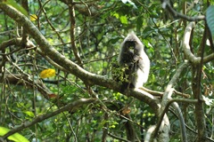 Trachypithecus cristatus