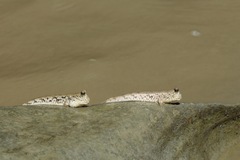 Periophthalmus chrysospilos