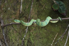 Tropidolaemus subannulatus