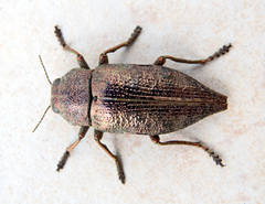 Dicerca aenea