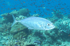 Craterognathus plagiotaenia