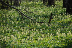 Corydalis cava marschalliana