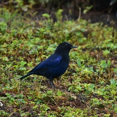 Myophonus horsfieldii