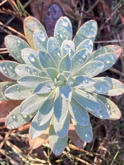 Euphorbia nicaeensis