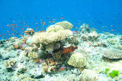 Cephalopholis urodeta