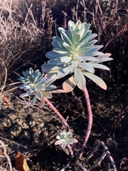 Euphorbia nicaeensis
