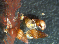 Barleeia unifasciata