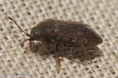 Stygnocoris